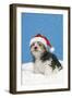 Lhasa Apso Cross Puppy (7 Weeks Old)-null-Framed Photographic Print