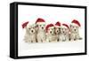 Lhasa Apso Cross Shih Tzu Dog 7 Weeks Old Puppies-null-Framed Stretched Canvas