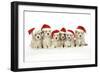 Lhasa Apso Cross Shih Tzu Dog 7 Weeks Old Puppies-null-Framed Photographic Print