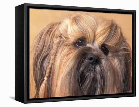 Lhasa Apso Face Portrait with Hair Plaited-Adriano Bacchella-Framed Stretched Canvas