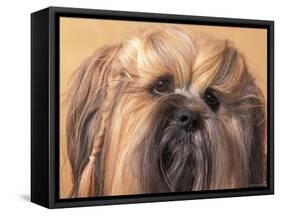 Lhasa Apso Face Portrait with Hair Plaited-Adriano Bacchella-Framed Stretched Canvas