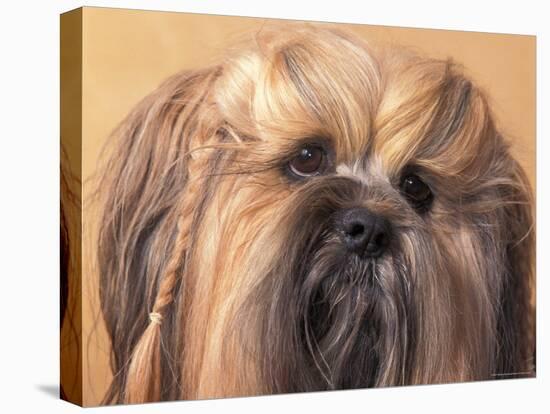 Lhasa Apso Face Portrait with Hair Plaited-Adriano Bacchella-Stretched Canvas