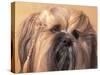 Lhasa Apso Face Portrait with Hair Plaited-Adriano Bacchella-Stretched Canvas