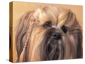 Lhasa Apso Face Portrait with Hair Plaited-Adriano Bacchella-Stretched Canvas