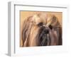 Lhasa Apso Face Portrait with Hair Plaited-Adriano Bacchella-Framed Premium Photographic Print