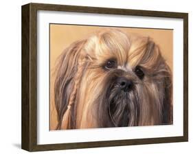 Lhasa Apso Face Portrait with Hair Plaited-Adriano Bacchella-Framed Photographic Print