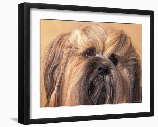 Lhasa Apso Face Portrait with Hair Plaited-Adriano Bacchella-Framed Photographic Print