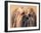 Lhasa Apso Face Portrait with Hair Plaited-Adriano Bacchella-Framed Photographic Print