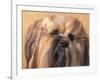 Lhasa Apso Face Portrait with Hair Plaited-Adriano Bacchella-Framed Photographic Print