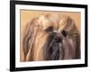 Lhasa Apso Face Portrait with Hair Plaited-Adriano Bacchella-Framed Photographic Print