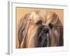 Lhasa Apso Face Portrait with Hair Plaited-Adriano Bacchella-Framed Photographic Print