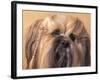 Lhasa Apso Face Portrait with Hair Plaited-Adriano Bacchella-Framed Photographic Print