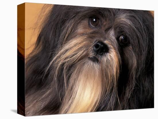 Lhasa Apso Face Portrait-Adriano Bacchella-Stretched Canvas