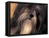 Lhasa Apso Face Portrait-Adriano Bacchella-Framed Stretched Canvas