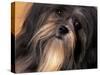 Lhasa Apso Face Portrait-Adriano Bacchella-Stretched Canvas