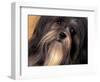 Lhasa Apso Face Portrait-Adriano Bacchella-Framed Premium Photographic Print