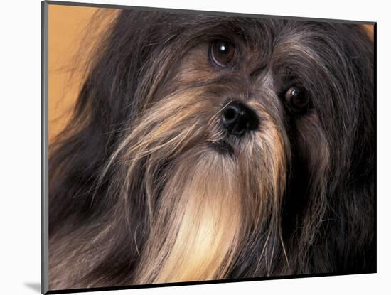 Lhasa Apso Face Portrait-Adriano Bacchella-Mounted Premium Photographic Print