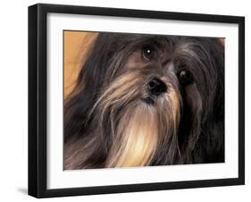 Lhasa Apso Face Portrait-Adriano Bacchella-Framed Photographic Print