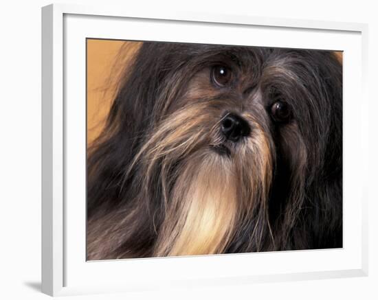 Lhasa Apso Face Portrait-Adriano Bacchella-Framed Photographic Print