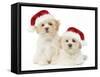 Lhasa Apso Puppies with Christmas Hats-null-Framed Stretched Canvas