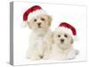 Lhasa Apso Puppies with Christmas Hats-null-Stretched Canvas