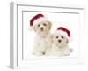 Lhasa Apso Puppies with Christmas Hats-null-Framed Photographic Print