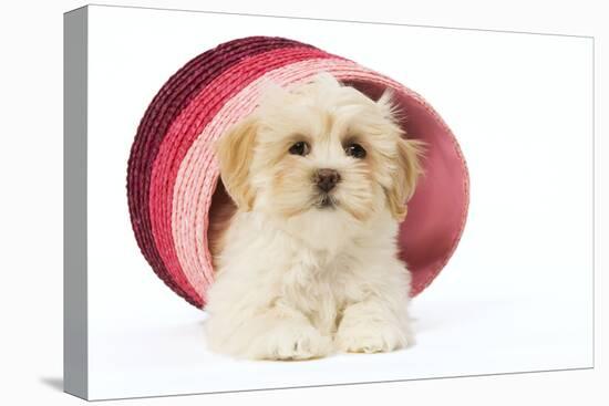 Lhasa Apso Puppy in Pink Raffia Basket-null-Stretched Canvas