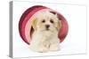 Lhasa Apso Puppy in Pink Raffia Basket-null-Stretched Canvas