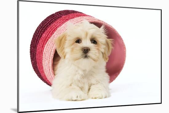 Lhasa Apso Puppy in Pink Raffia Basket-null-Mounted Photographic Print