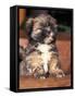 Lhasa Apso Puppy Portrait-Adriano Bacchella-Framed Stretched Canvas