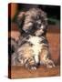 Lhasa Apso Puppy Portrait-Adriano Bacchella-Stretched Canvas