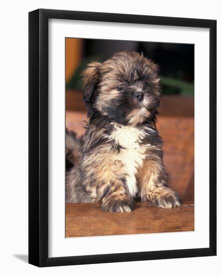 Lhasa Apso Puppy Portrait-Adriano Bacchella-Framed Photographic Print