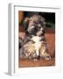 Lhasa Apso Puppy Portrait-Adriano Bacchella-Framed Photographic Print