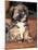 Lhasa Apso Puppy Portrait-Adriano Bacchella-Mounted Photographic Print