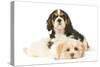 Lhasa Apso Puppy with Cavalier King Charles-null-Stretched Canvas