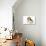 Lhasa Apso Puppy with Cavalier King Charles-null-Photographic Print displayed on a wall