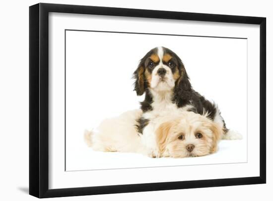 Lhasa Apso Puppy with Cavalier King Charles-null-Framed Photographic Print