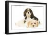 Lhasa Apso Puppy with Cavalier King Charles-null-Framed Photographic Print