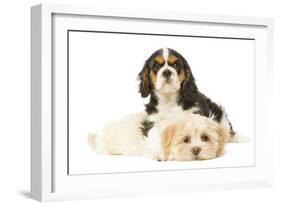 Lhasa Apso Puppy with Cavalier King Charles-null-Framed Photographic Print