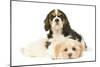 Lhasa Apso Puppy with Cavalier King Charles-null-Mounted Photographic Print