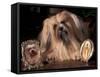 Lhasa Apso with Framed Pictures of Other Lhasa Apsos-Adriano Bacchella-Framed Stretched Canvas