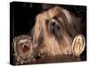 Lhasa Apso with Framed Pictures of Other Lhasa Apsos-Adriano Bacchella-Stretched Canvas