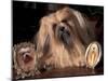 Lhasa Apso with Framed Pictures of Other Lhasa Apsos-Adriano Bacchella-Mounted Photographic Print
