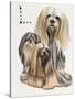 Lhasa Apso-Barbara Keith-Stretched Canvas