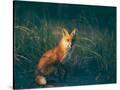 Stretched Canvas