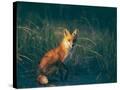 Stretched Canvas
