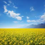 Wheat Field Against Golden Sunset, Shallow Dof-Li Ding-Photographic Print