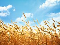 Wheat Field Against Golden Sunset, Shallow Dof-Li Ding-Framed Photographic Print