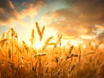 Wheat Field Against Golden Sunset, Shallow Dof-Li Ding-Photographic Print
