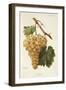 Liada Grape-A. Kreyder-Framed Giclee Print